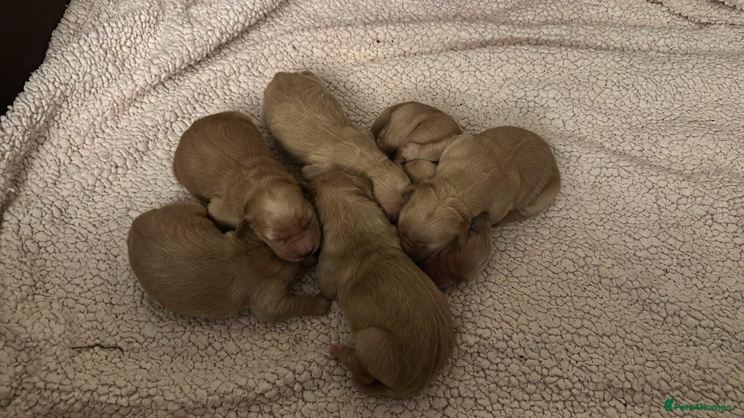 Golden Retriever dogs for sale: Golden retriever puppies kc reg dark - Advert 3