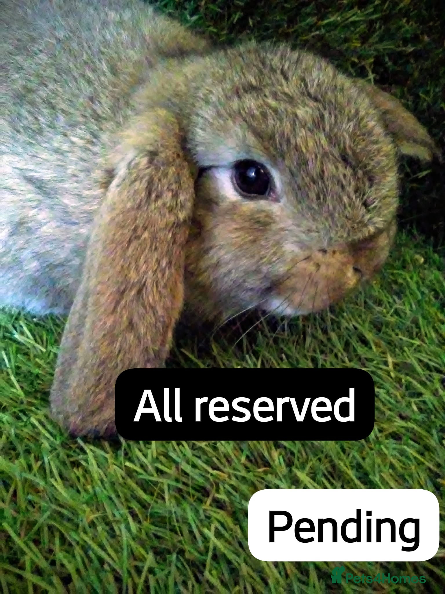 Lionhead rabbits Giant lops - Advert 3