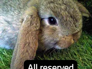 Lionhead rabbits Giant lops - Advert 9