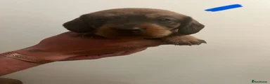 Dachshund 1