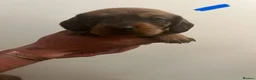 Dachshund dogs for sale: Teckel puppies for sale - Advert 8