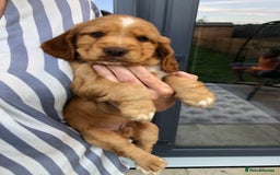 Cocker Spaniel dogs for sale: Cocker spaniel  - Image 2
