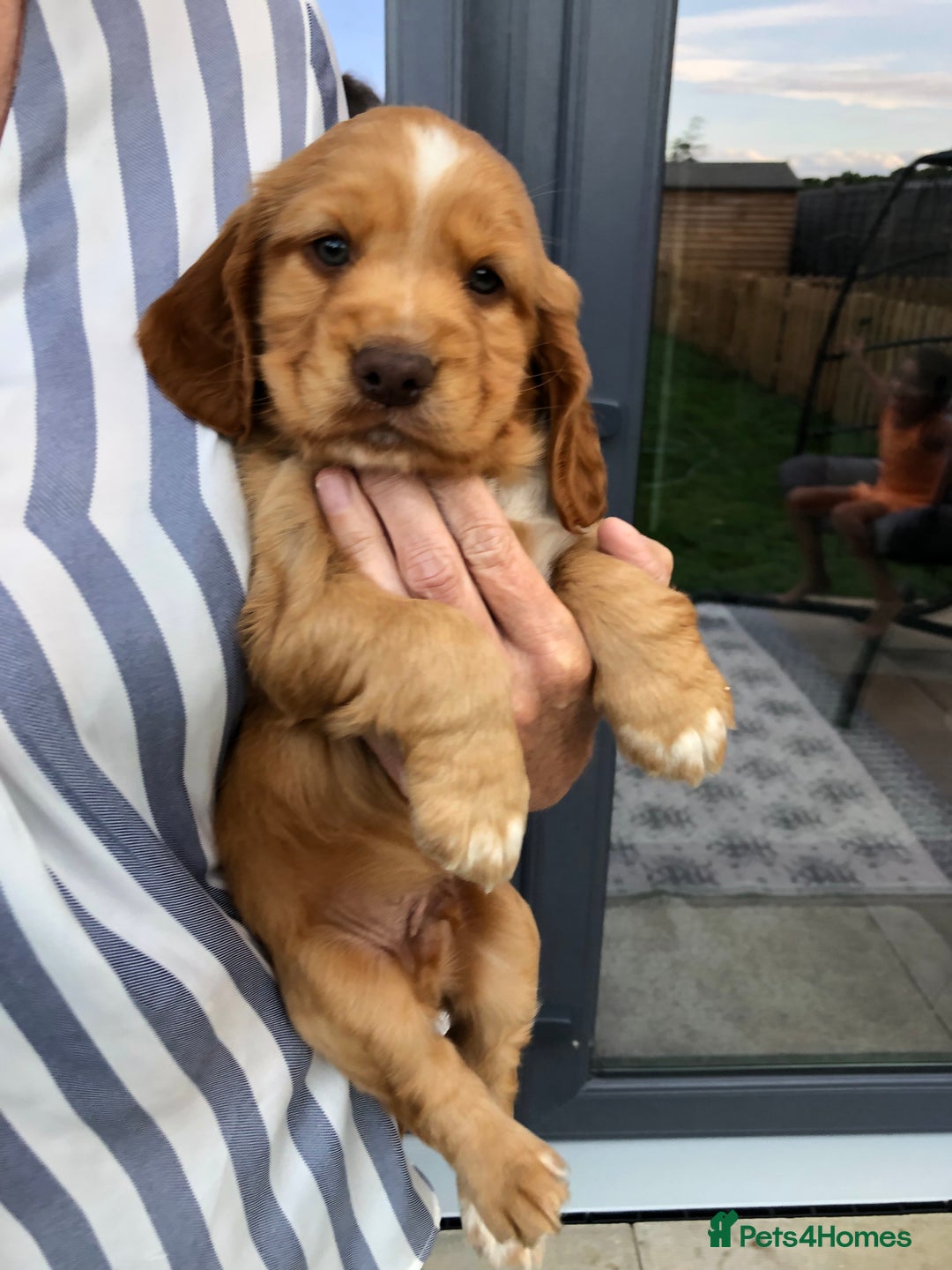 Cocker Spaniel dogs for sale: Cocker spaniel  - Image 2