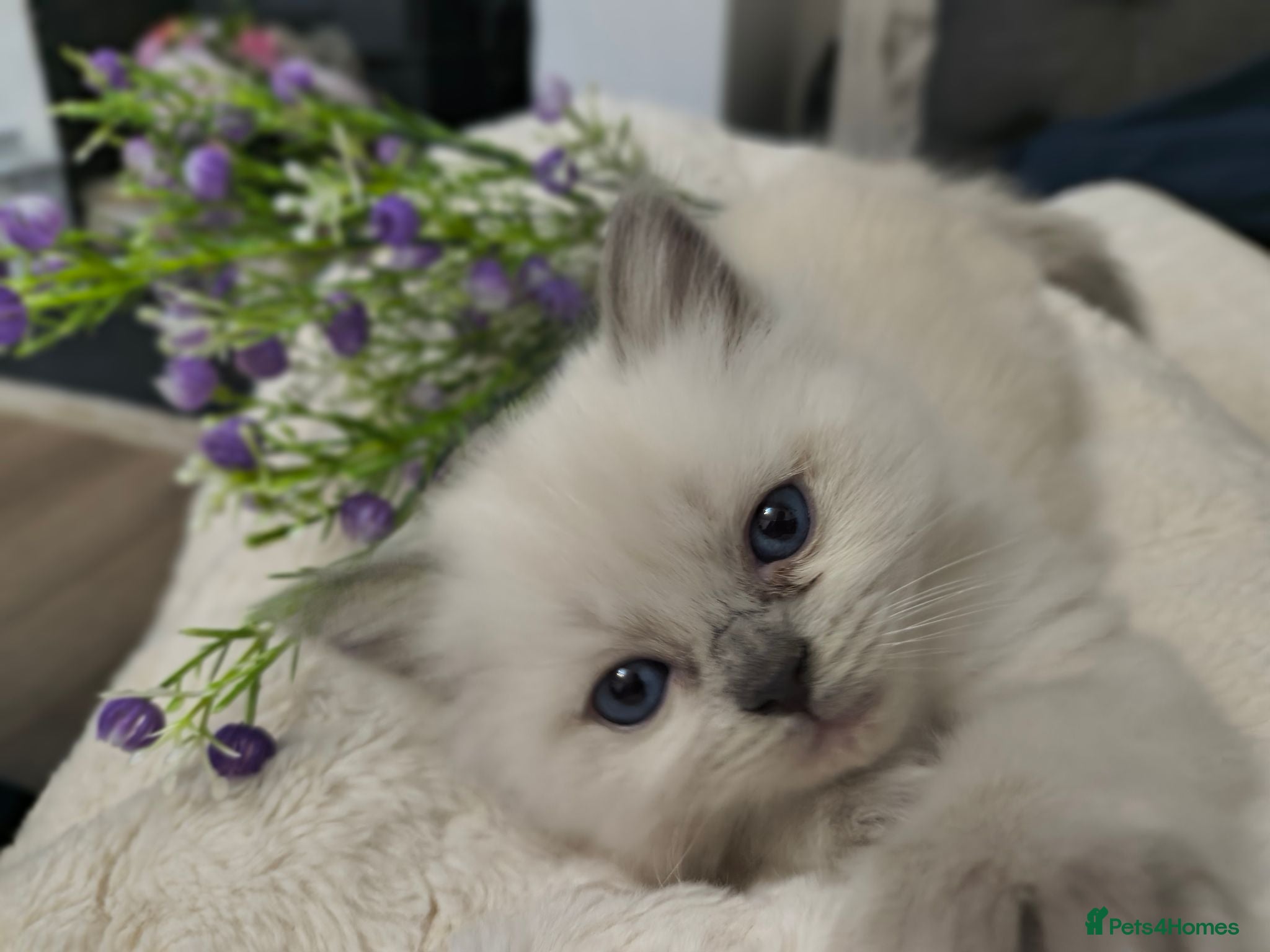 Ragdoll cats Gorgeous little of Ragdolls  - Advert 1