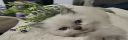 Ragdoll cats for sale: Gorgeous little of Ragdolls  - Advert 1