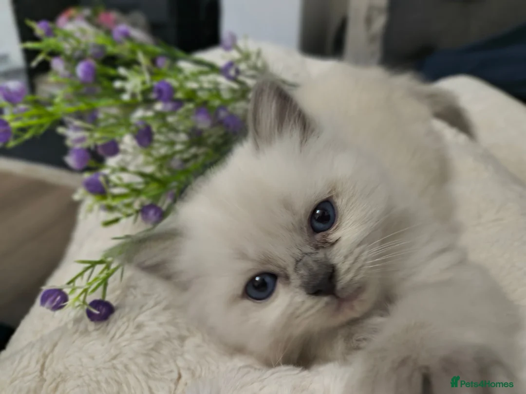 Ragdoll cats for sale: Gorgeous little of Ragdolls  - Advert 1