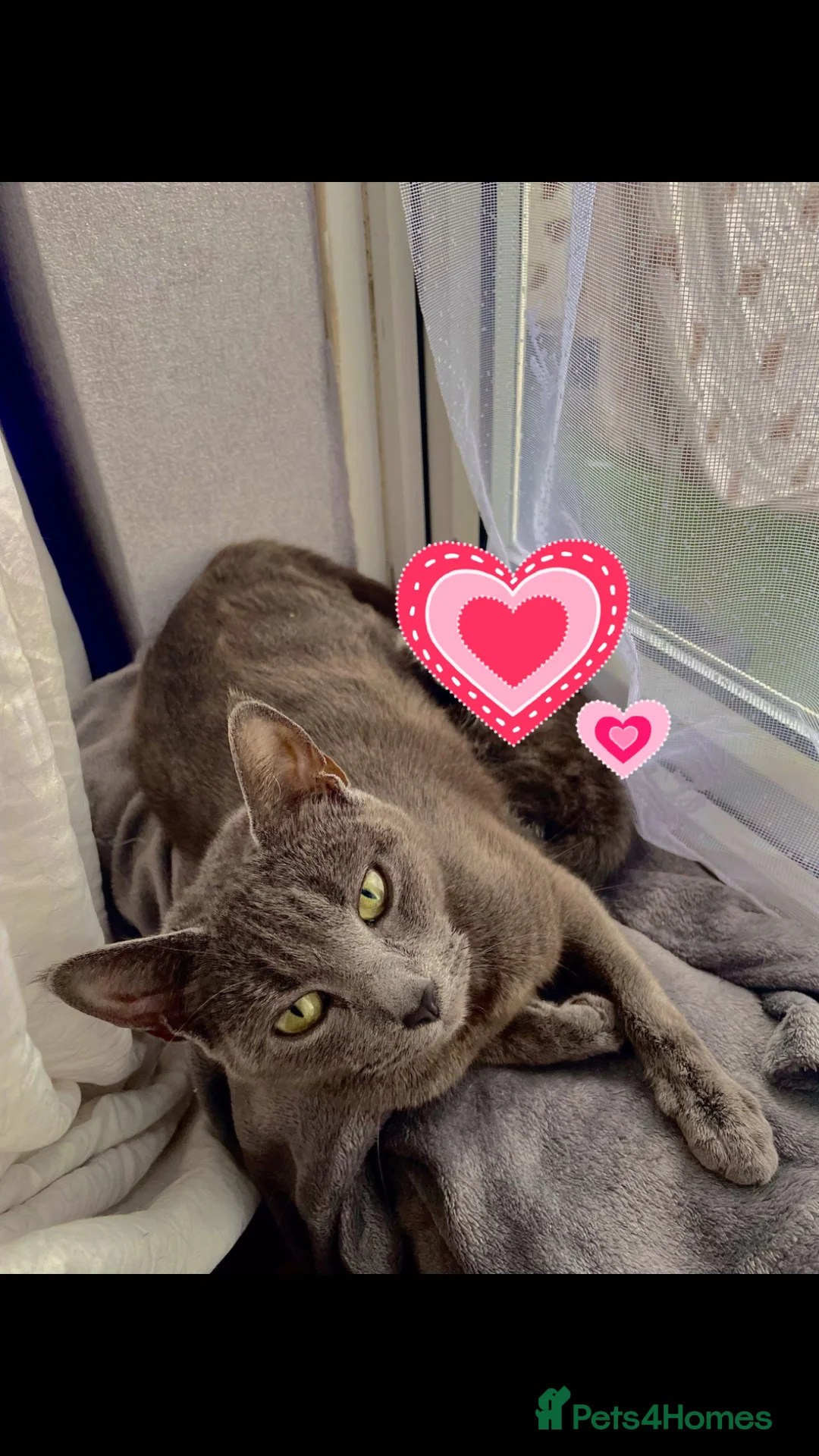 Russian Blue cats for sale: Female Russian blue cat - Advert 2