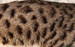 Bengal cats for sale: Bengal X Kittens High % Wild Asian Leopard Cat.  - Image 1