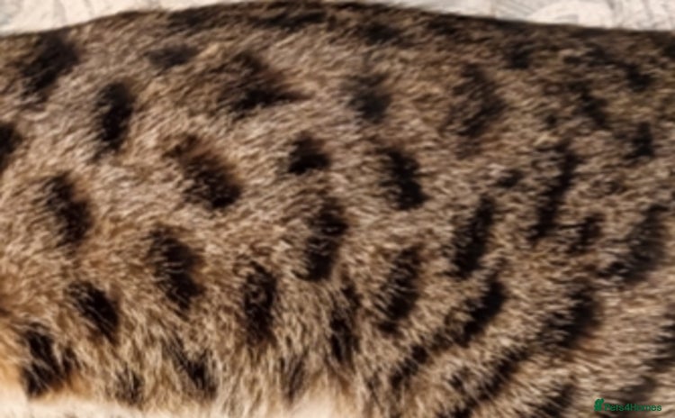 Bengal cats - Advert 4