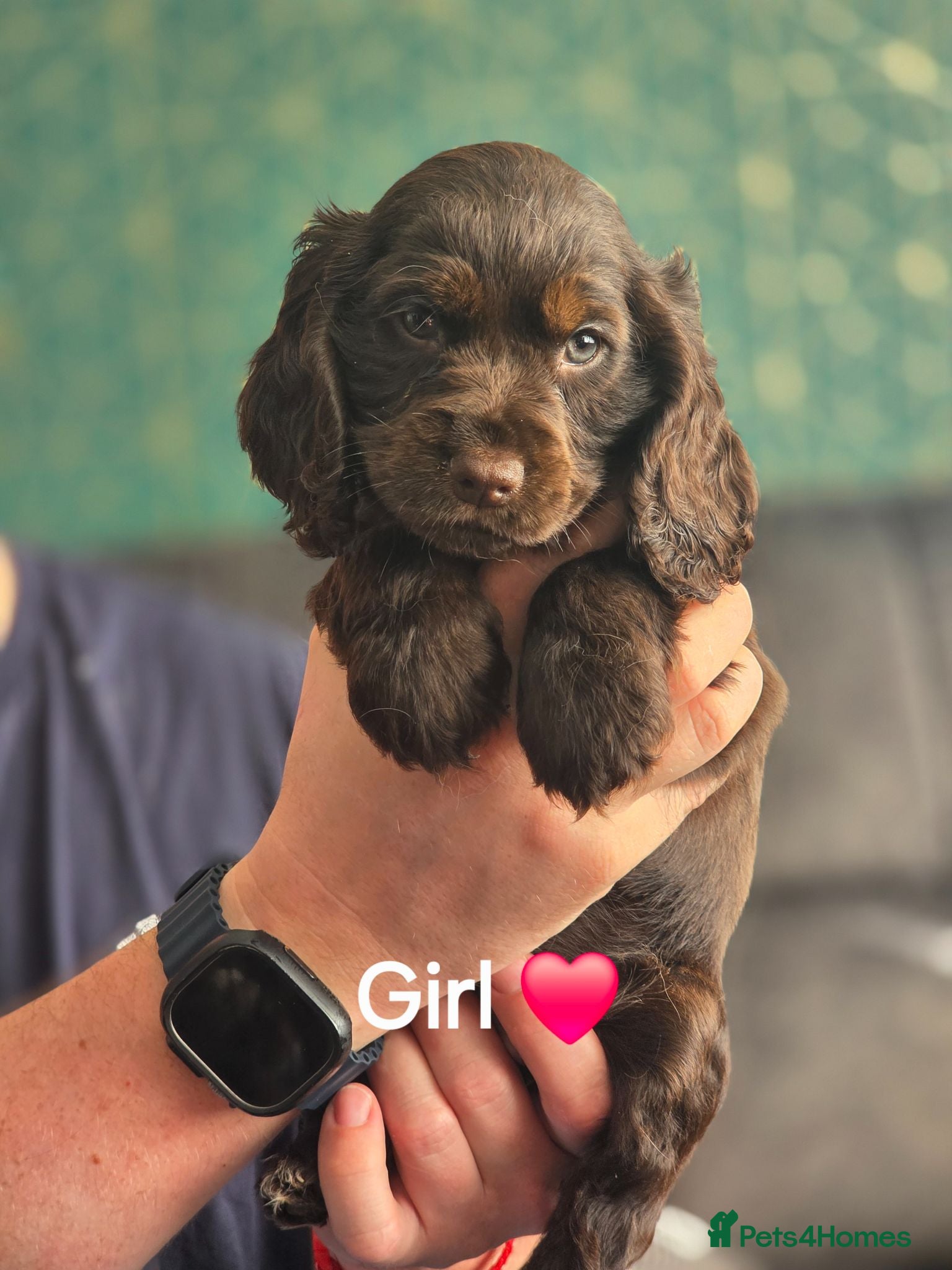 Cocker Spaniel dogs KC Show Cocker Spaniel  - Advert 1
