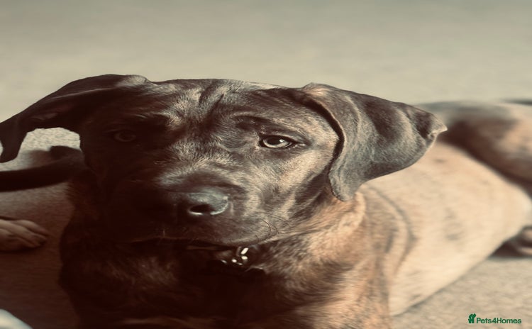 Mixed Breed dogs - Advert 5