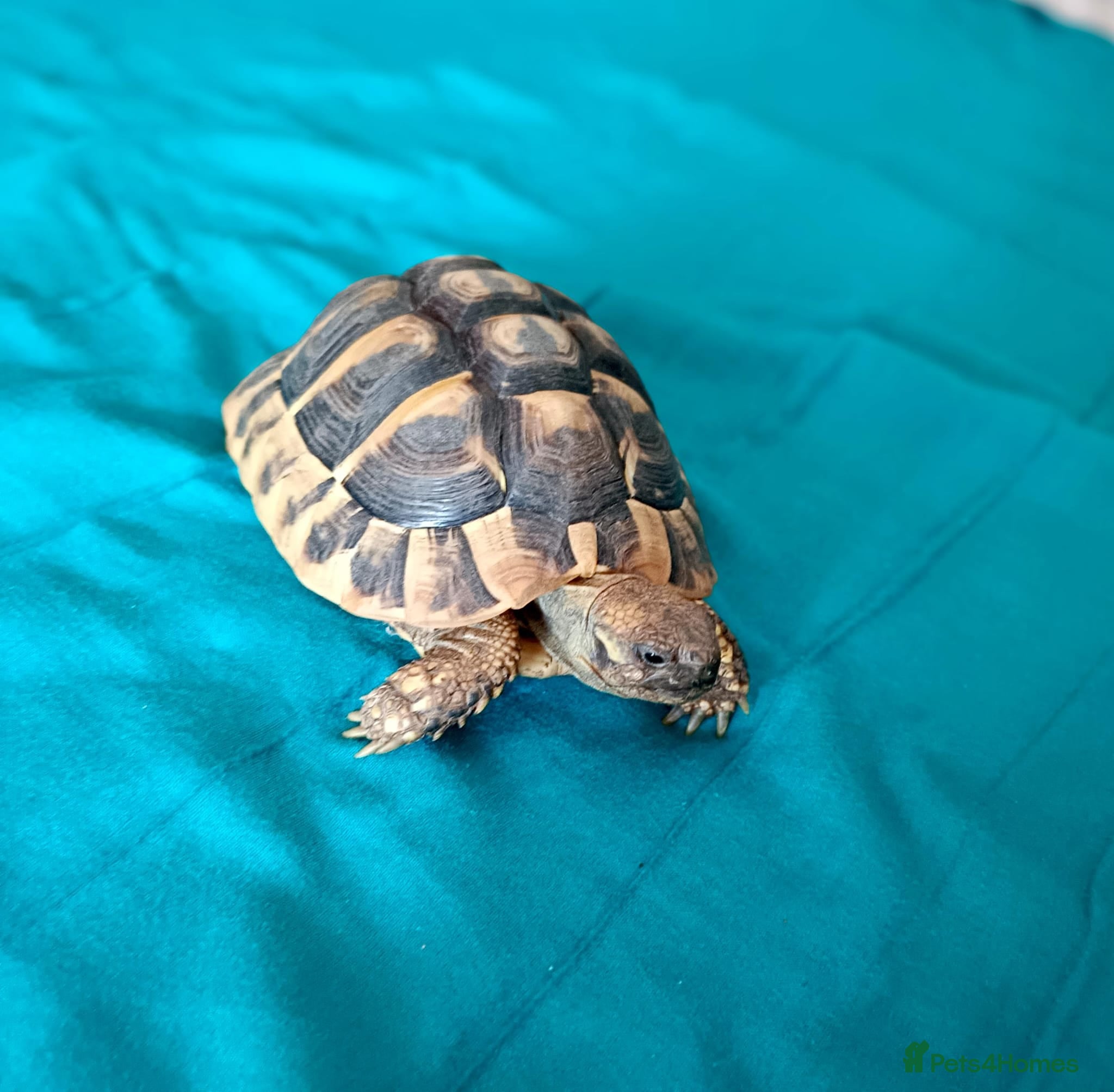 Hermann Tortoise reptiles Herman baby tortoise  - Advert 5