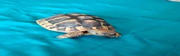 Hermann Tortoise reptiles for sale: Herman baby tortoise  - Advert 1