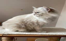 Ragdoll cats for sale: Ready to retire  - Image 4