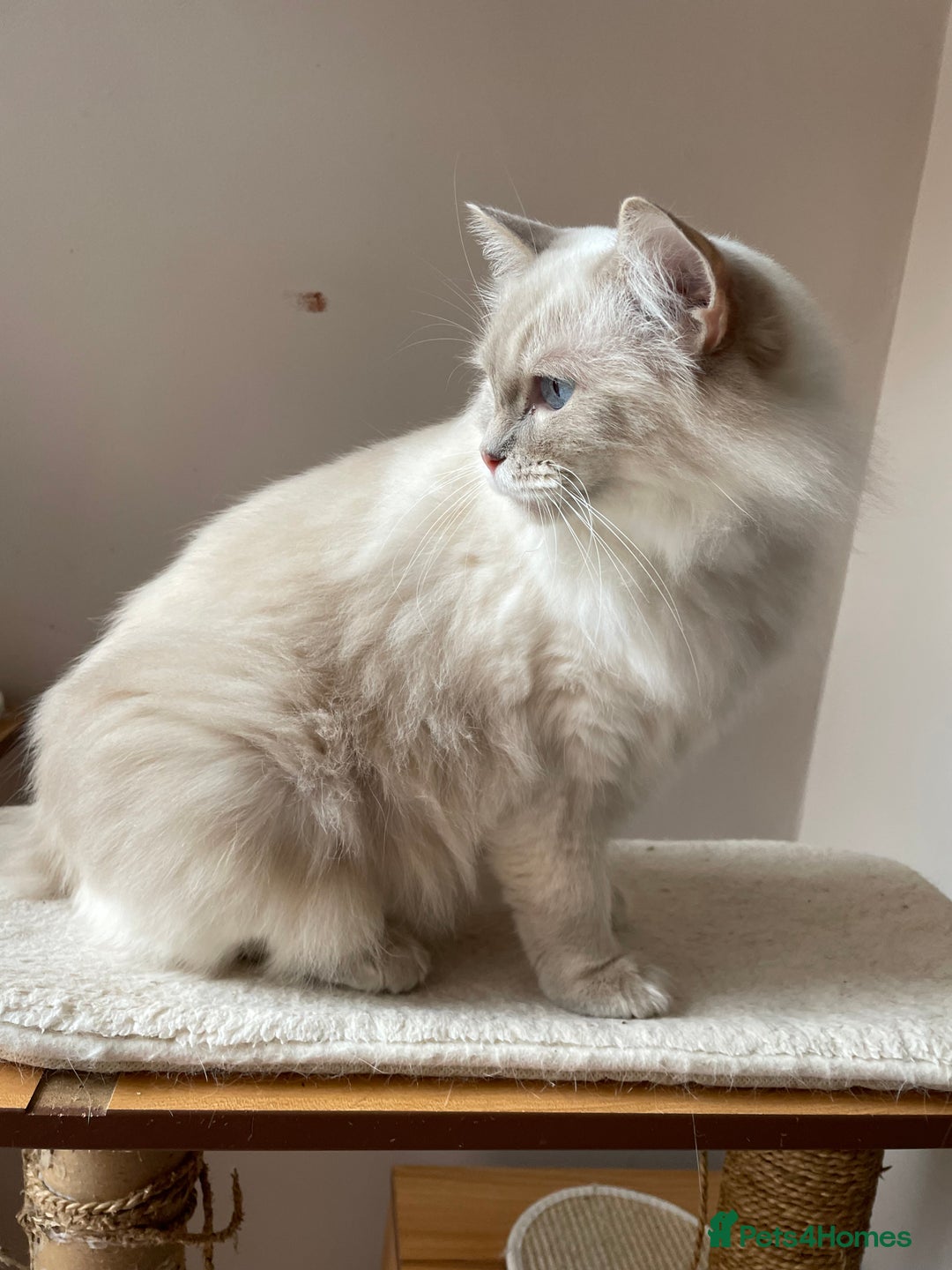 Ragdoll cats for sale: Ready to retire  - Image 4