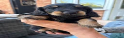Miniature Dachshund dogs for sale: Miniature dachshund - Advert 8