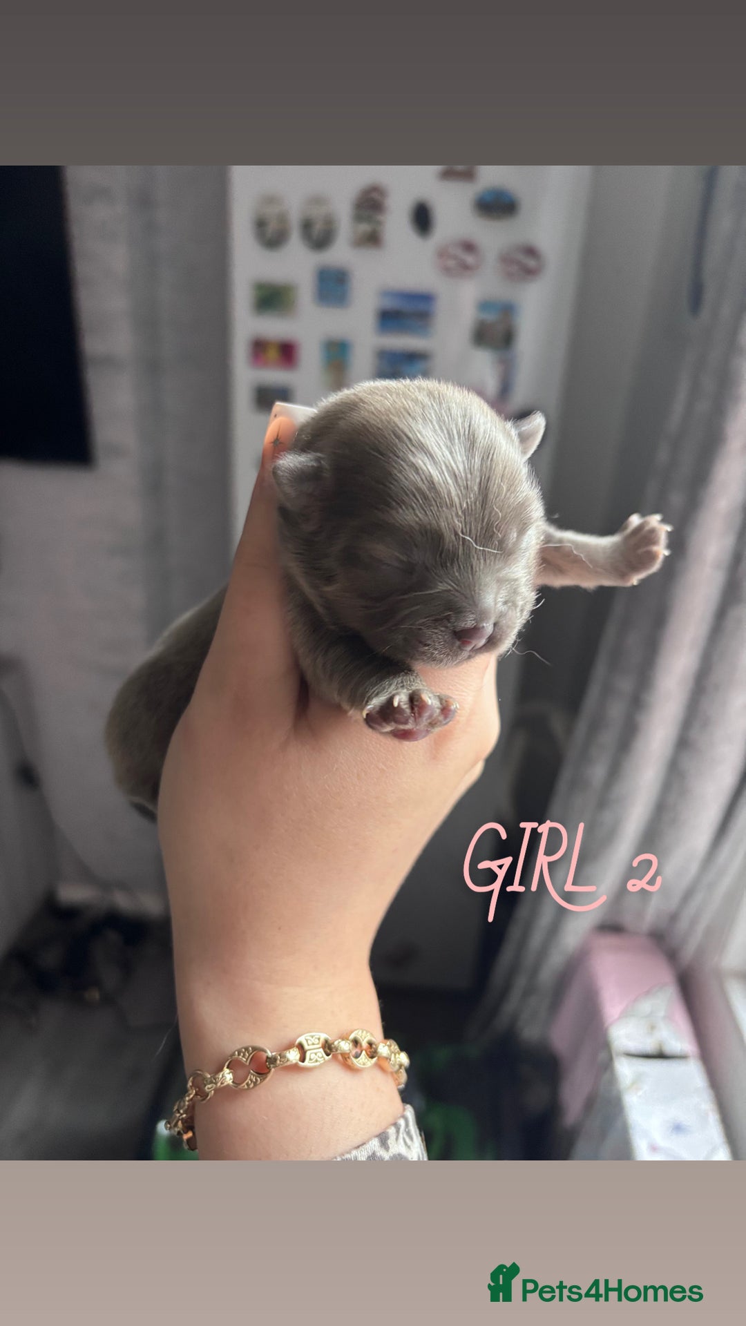 Mixed Breed dogs for sale: Chowpom puppies - Advert 14