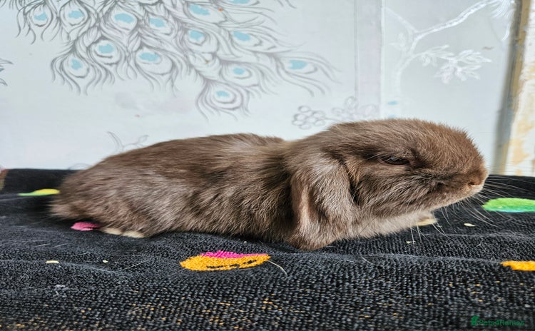 Mini Lop rabbits - Advert 12