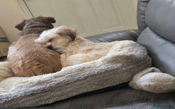 Shih Tzu dogs for sale: Lily For Sale Reluctantly  - Image 2