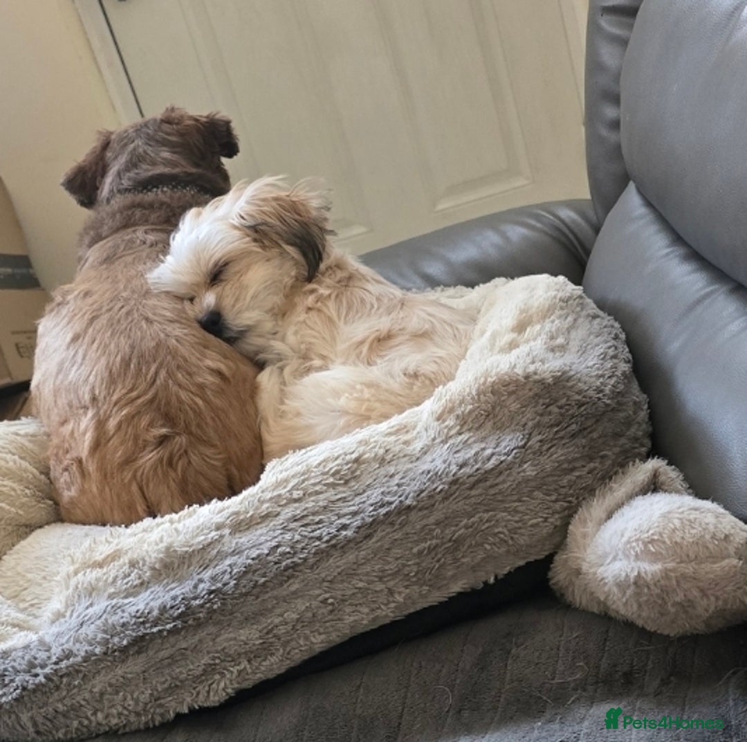 Shih Tzu dogs for sale: Lily For Sale Reluctantly  - Image 2