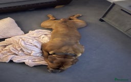 Mixed Breed dogs for sale: Dogue De Bordeaux  - Image 5