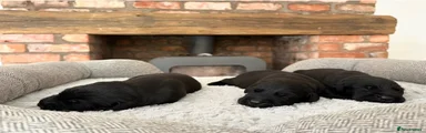 Labrador Retriever 10