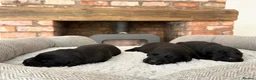 Labrador Retriever dogs for sale: Health Tested IGL Champion Bred Labrador Puppies  - Advert 6