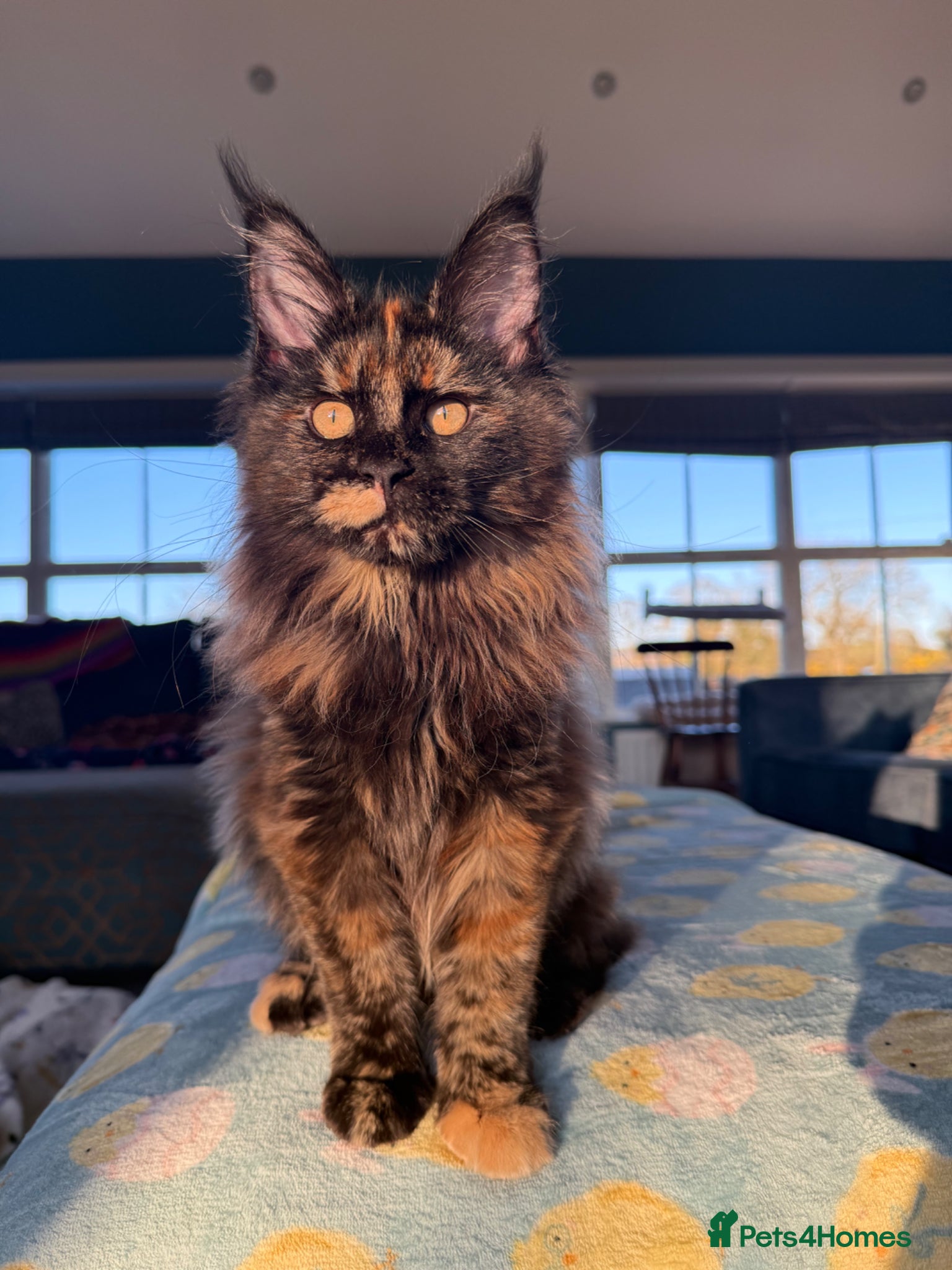 Maine Coon cats Exceptional Maine Coon Girls Ready Now - Advert 4