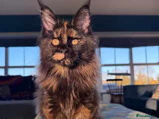 Maine Coon cats Exceptional Maine Coon Girls Ready Now - Advert 3