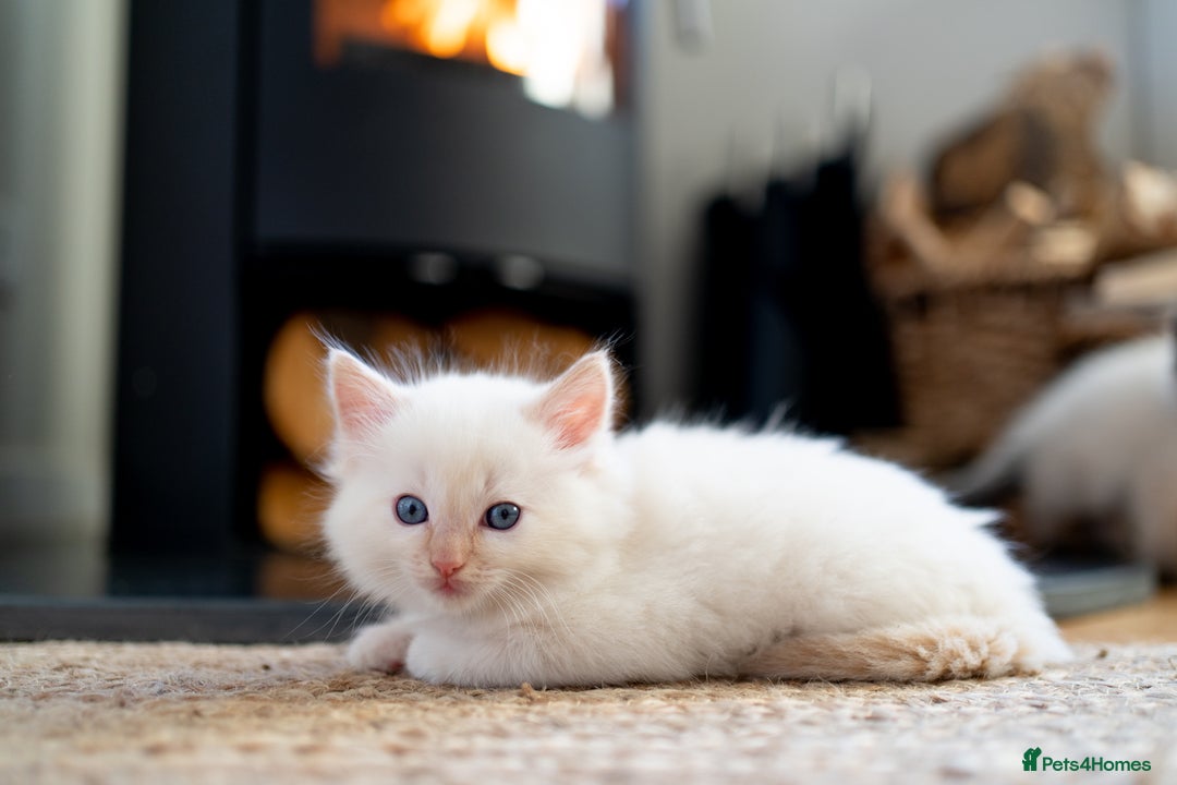 Ragdoll cats for sale: Pure Ragdol kittens ready for a new homes  - Advert 11