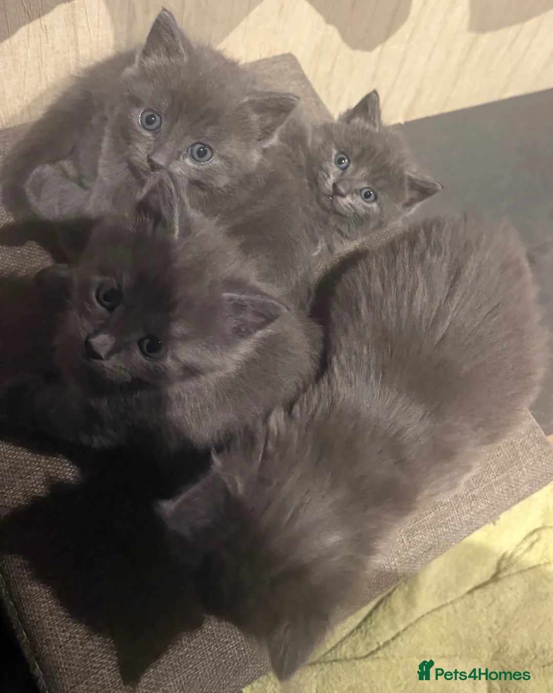 Mixed Breed cats for sale: 4 lovely grey kittens ready for new hones - Advert 2