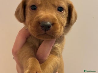 Labrador Retriever dogs - Advert 26