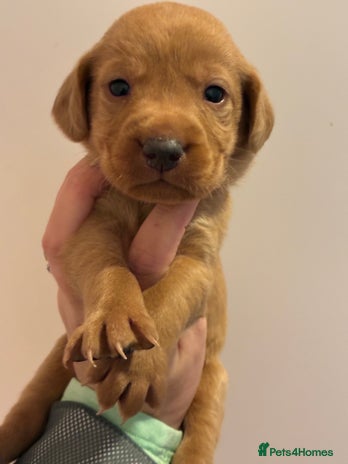 Labrador Retriever dogs - Advert 15