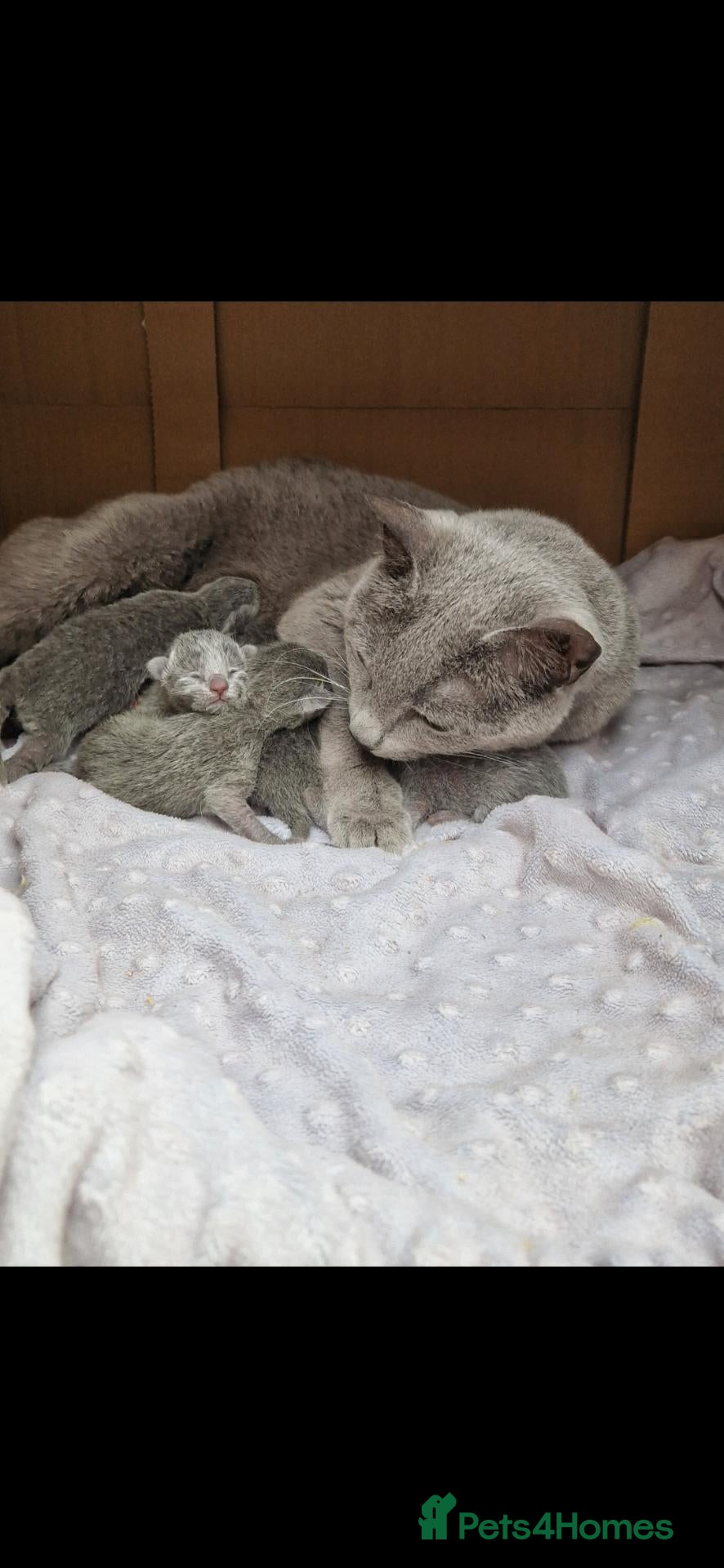 Russian Blue cats GCCF gorgeous kittens - Advert 1