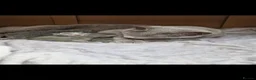 Russian Blue cats for sale: GCCF gorgeous kittens - Advert 1