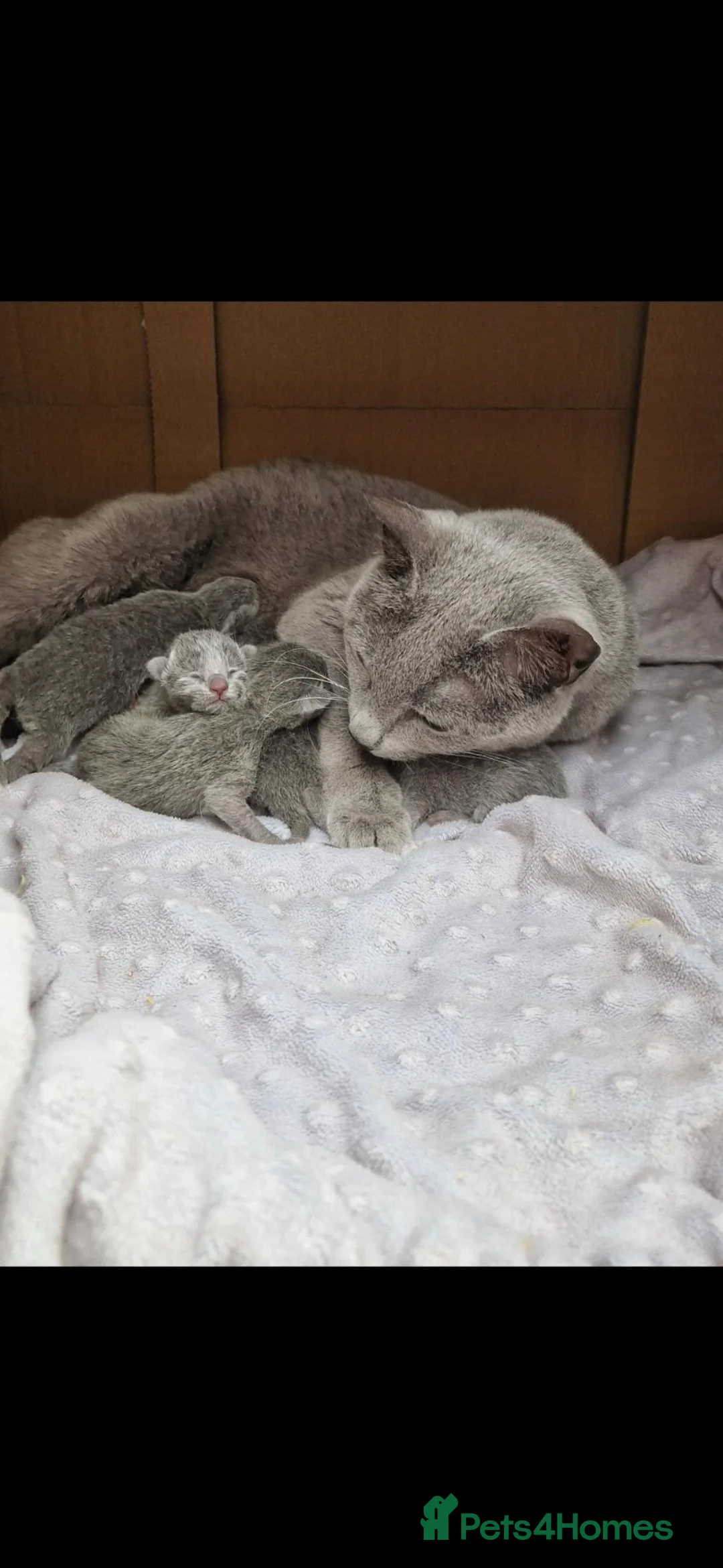 Russian Blue cats for sale: GCCF gorgeous kittens - Advert 1