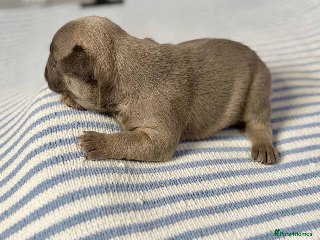 French Bulldog dogs for sale: 6 Adorable French Bulldog puppies - Advert 38