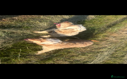 Cockapoo dogs for sale: Cockapoo  - Image 6