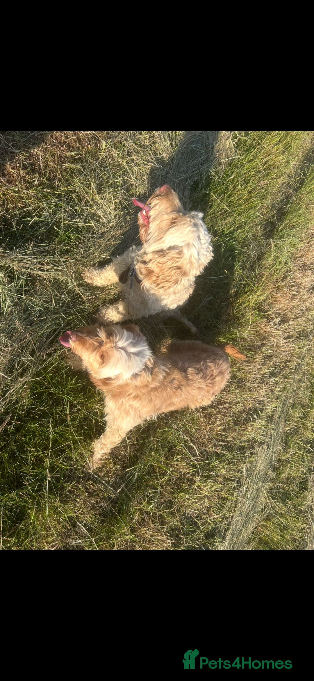 Cockapoo dogs for sale: Cockapoo  - Image 6