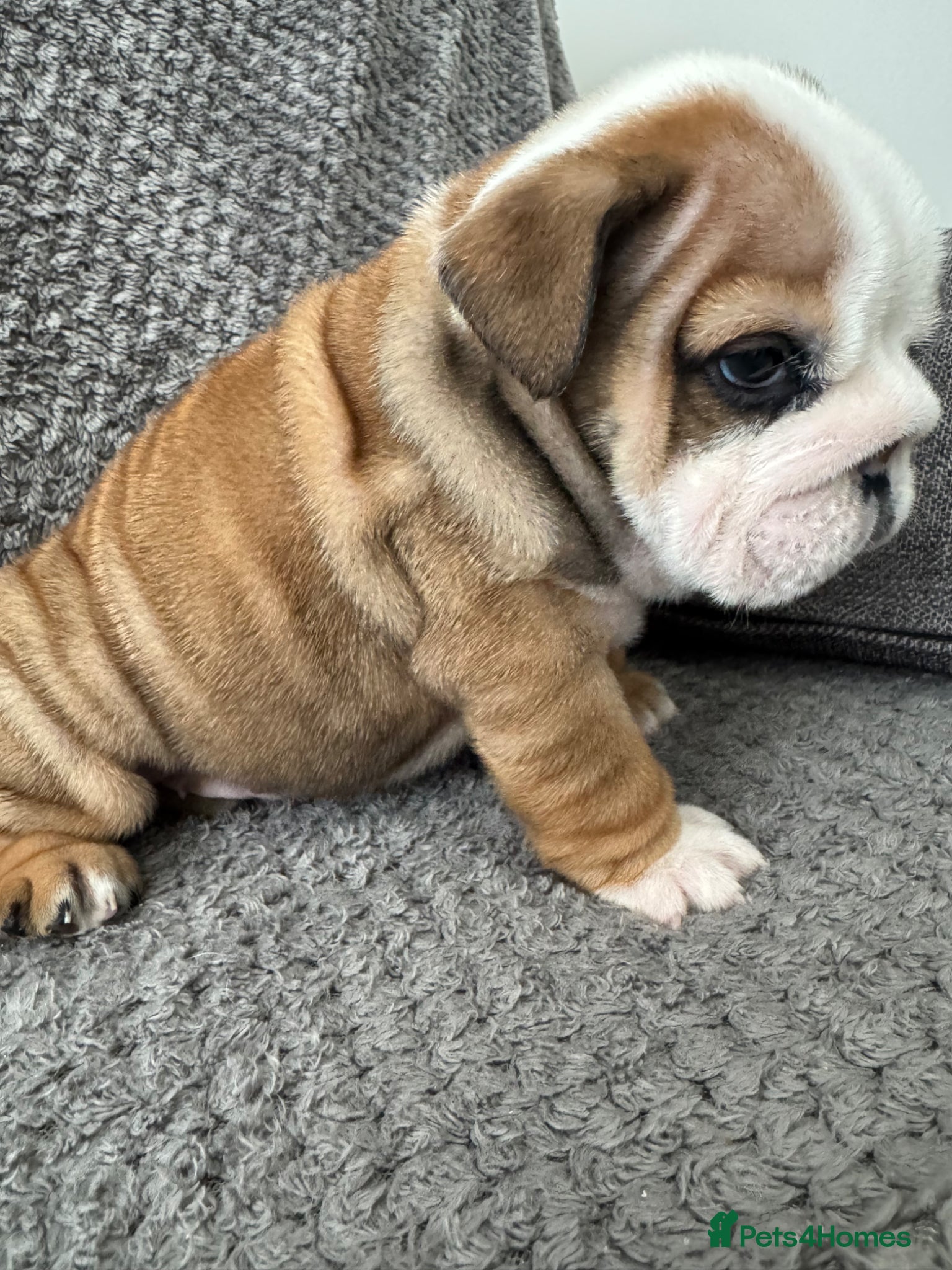 English Bulldog dogs KC REGISTERED Red/White English Bulldog Puppies  - Advert 4
