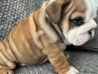 English Bulldog dogs KC REGISTERED Red/White English Bulldog Puppies - Advert 2