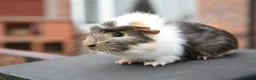 Guinea Pig rodents for sale: Baby Guinea Pigs Looking For New Homes - Advert 16