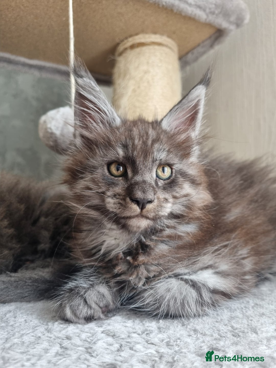 Maine Coon cats for sale: Maine Coon Kitten 1 - King-size Purebred Maine Coon kittens  - Image 20