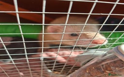 Ferret rodents for sale: 2 x male ferrets - Image 8