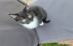 British Shorthair cats for sale: British shorthair kittens  - Image 1