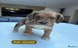 Mixed Breed dogs for sale: Outstanding Saint Bernadoodle Puppies  - Image 7