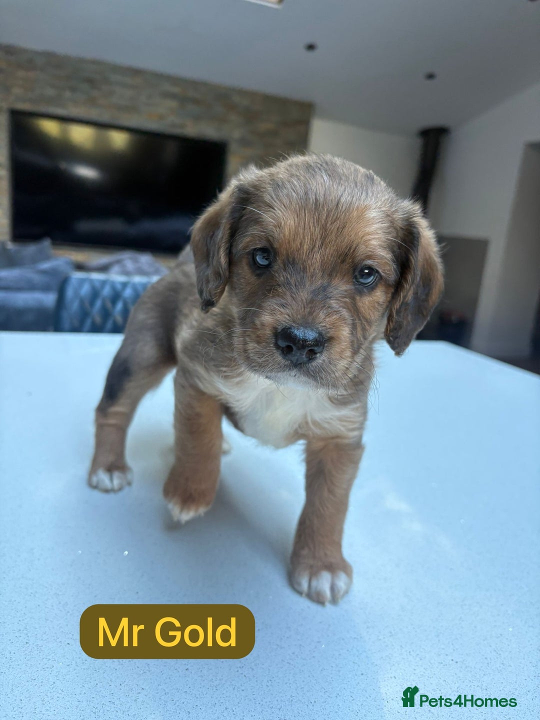 Mixed Breed dogs for sale: Outstanding Saint Bernadoodle Puppies  - Image 7