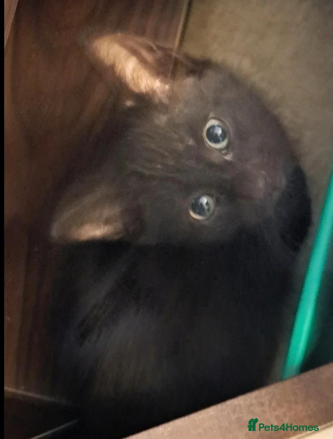 Mixed Breed cats for sale: 2 beautiful kittens  - Advert 4