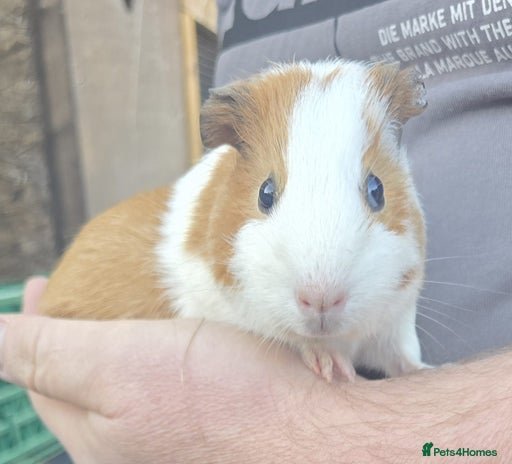 Guinea Pig rodents - Advert 16