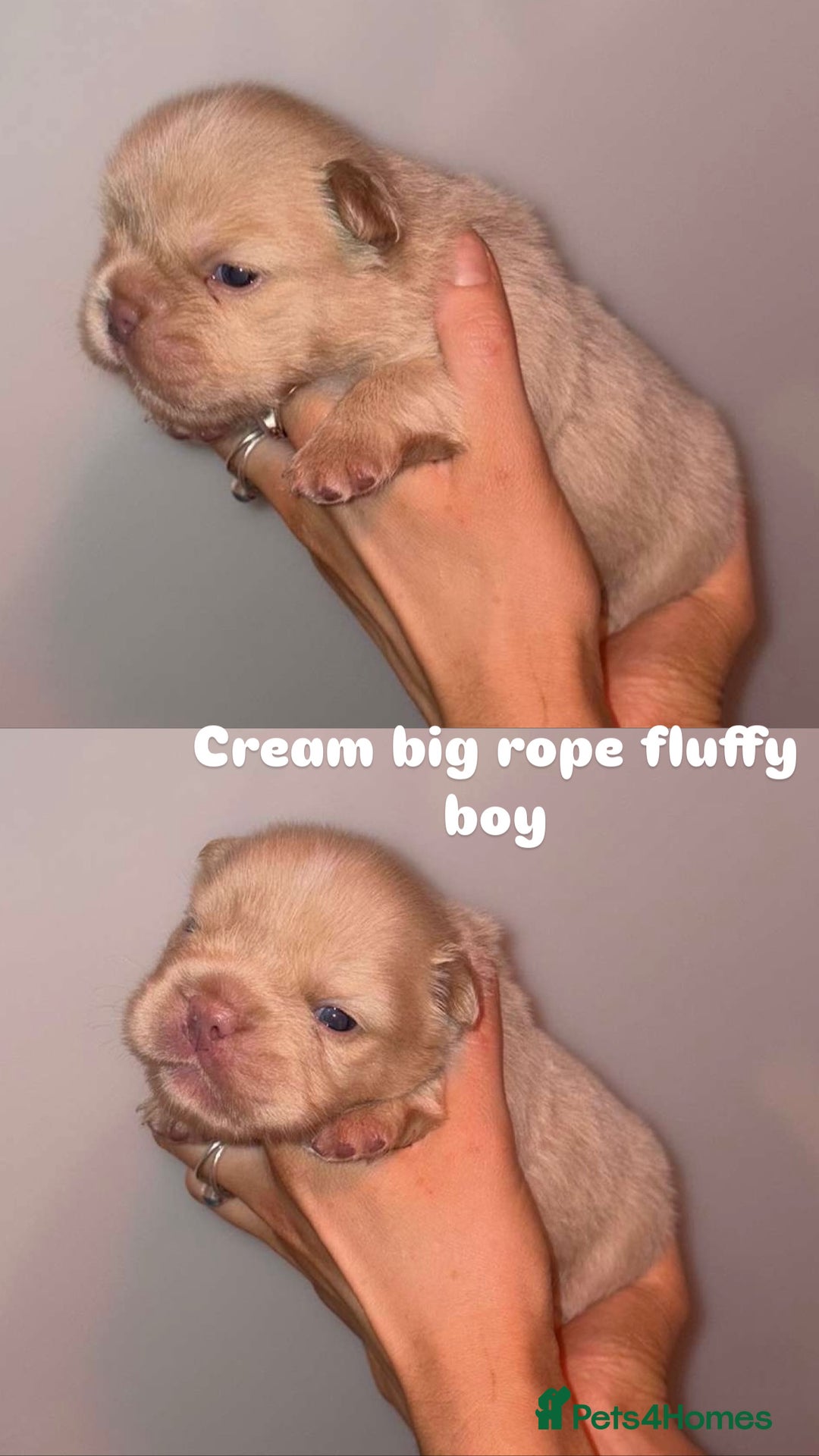 French Bulldog dogs for sale: 7 fluffy French Bulldogs puppies - Image 6